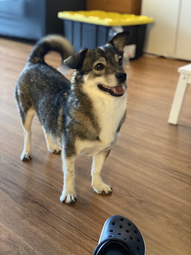 Jupiter, a Japanese or Korean Village Dog tested with EmbarkVet.com