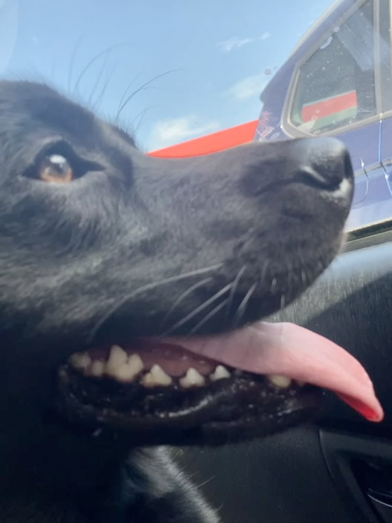 Saint, a Labrador Retriever and German Shepherd Dog mix tested with EmbarkVet.com