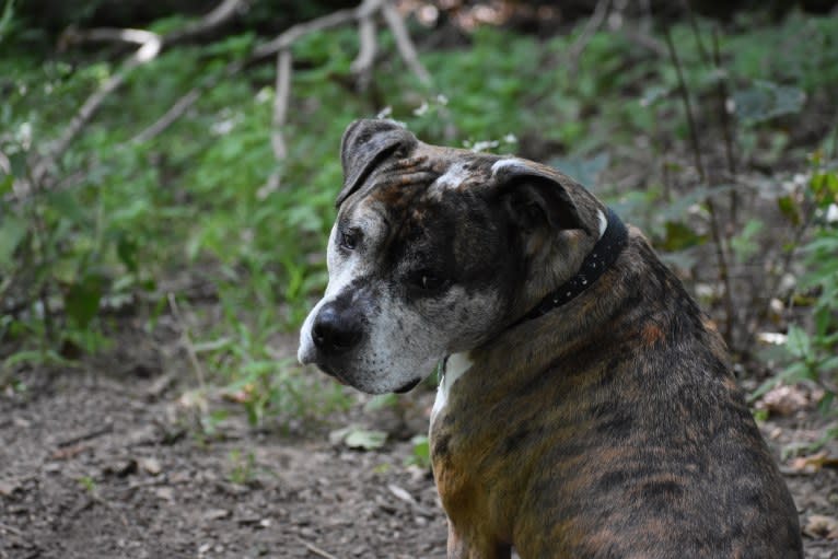 Jackson, an American Pit Bull Terrier and Bulldog mix tested with EmbarkVet.com