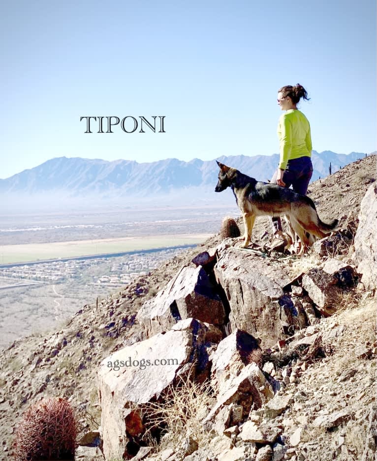 Tiponi, a German Shepherd Dog tested with EmbarkVet.com