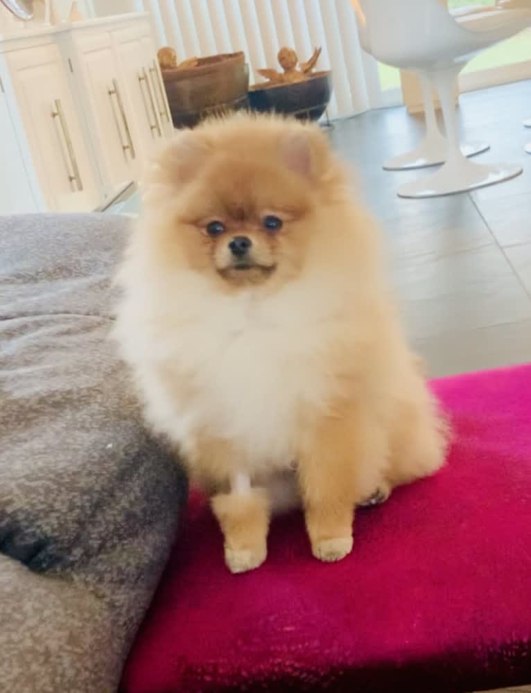 Santino, a Pomeranian tested with EmbarkVet.com