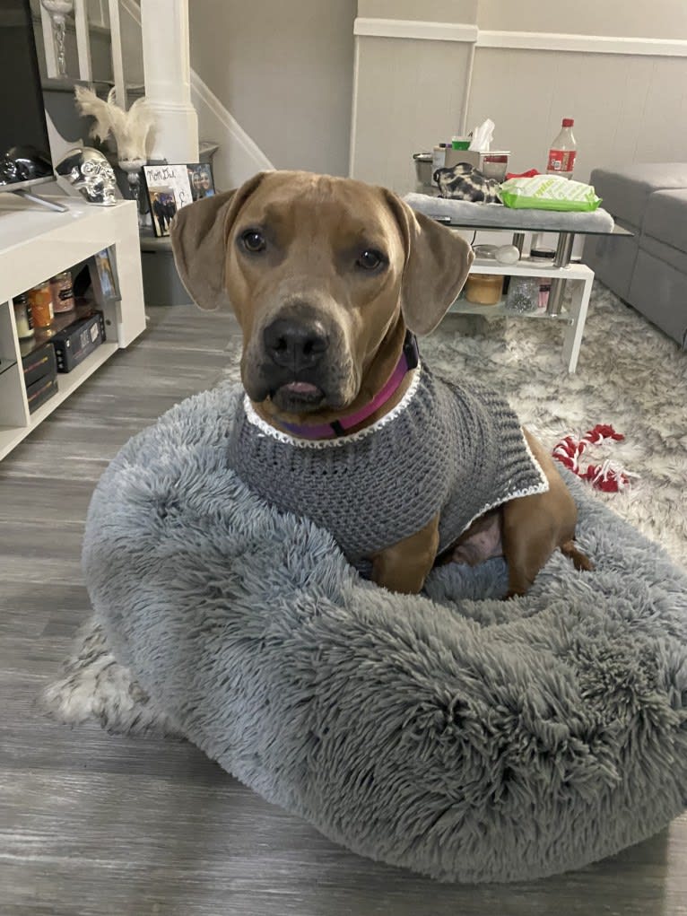 Archie, a German Shorthaired Pointer and American Staffordshire Terrier mix tested with EmbarkVet.com