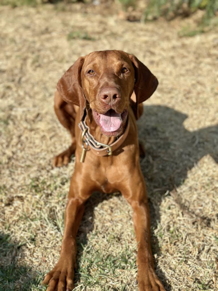 Bailey, a Vizsla tested with EmbarkVet.com