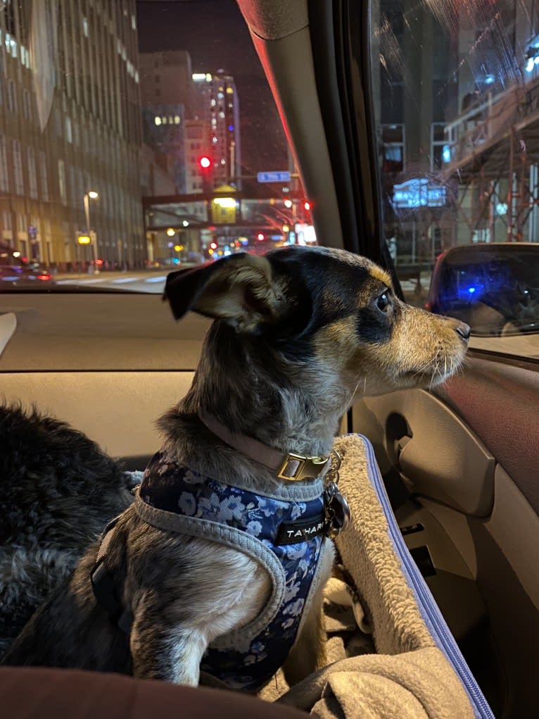 Pepper, a Chihuahua and Australian Cattle Dog mix tested with EmbarkVet.com