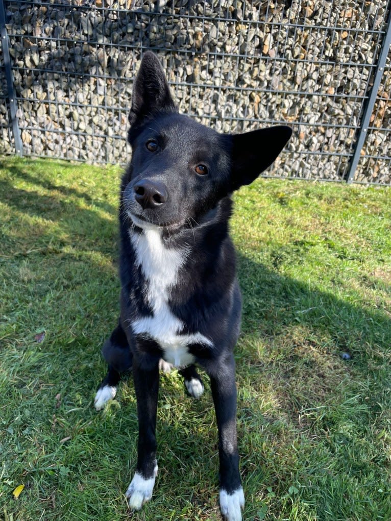 Coco, a Canaan Dog tested with EmbarkVet.com