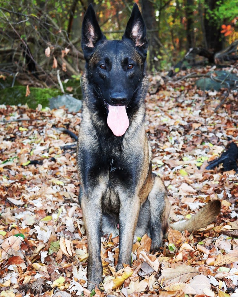 Taz, a Belgian Shepherd tested with EmbarkVet.com