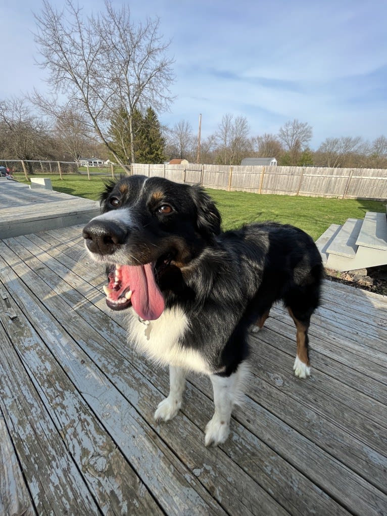 Rex, an Australian Shepherd and English Shepherd mix tested with EmbarkVet.com