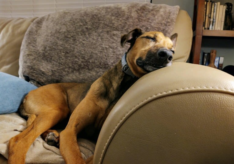 BeeGee, an Australian Kelpie and American Pit Bull Terrier mix tested with EmbarkVet.com