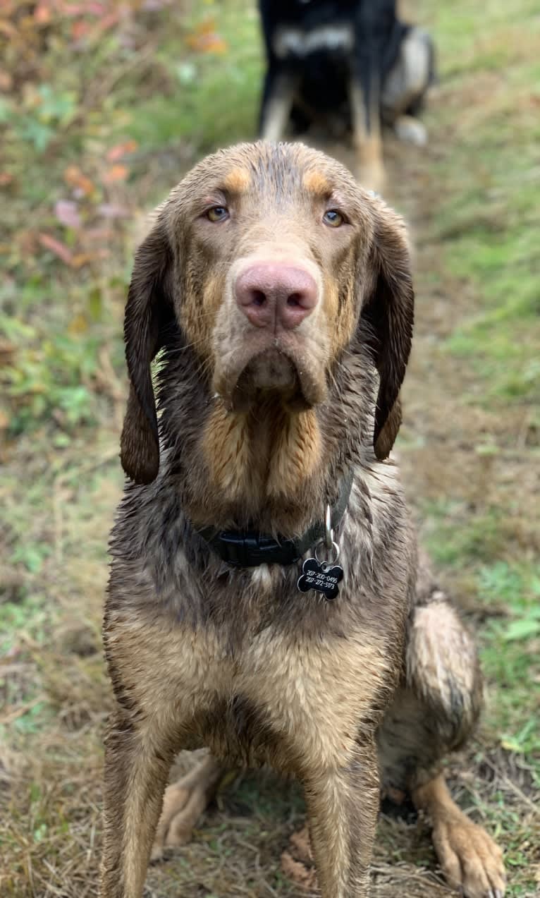 Abe, a Bloodhound and Labrador Retriever mix tested with EmbarkVet.com