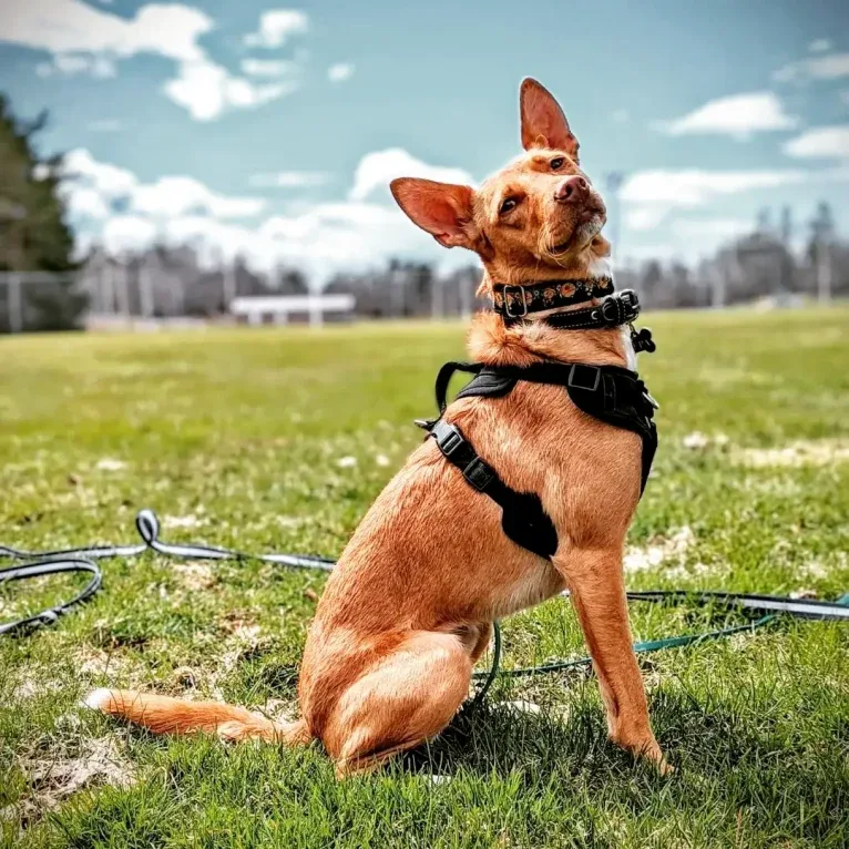 Pepa, a Western European Village Dog tested with EmbarkVet.com