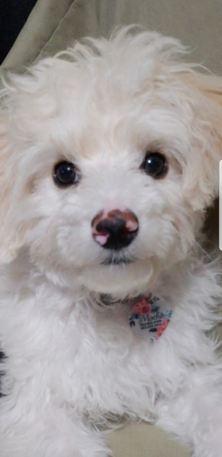 Mochi, a Poodle (Small) and Lhasa Apso mix tested with EmbarkVet.com