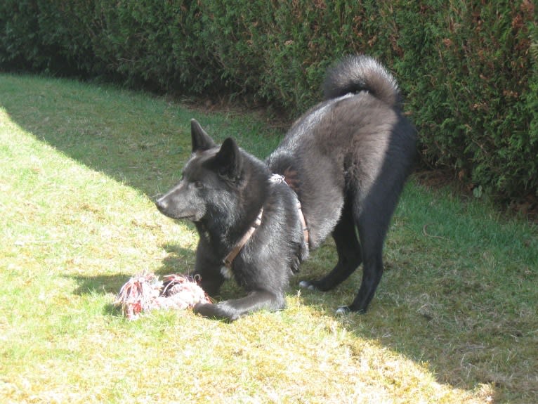 Strolch, a Canaan Dog tested with EmbarkVet.com