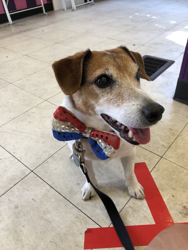 Photo of Rosco, a Russell-type Terrier  in Las Vegas, Nevada, USA