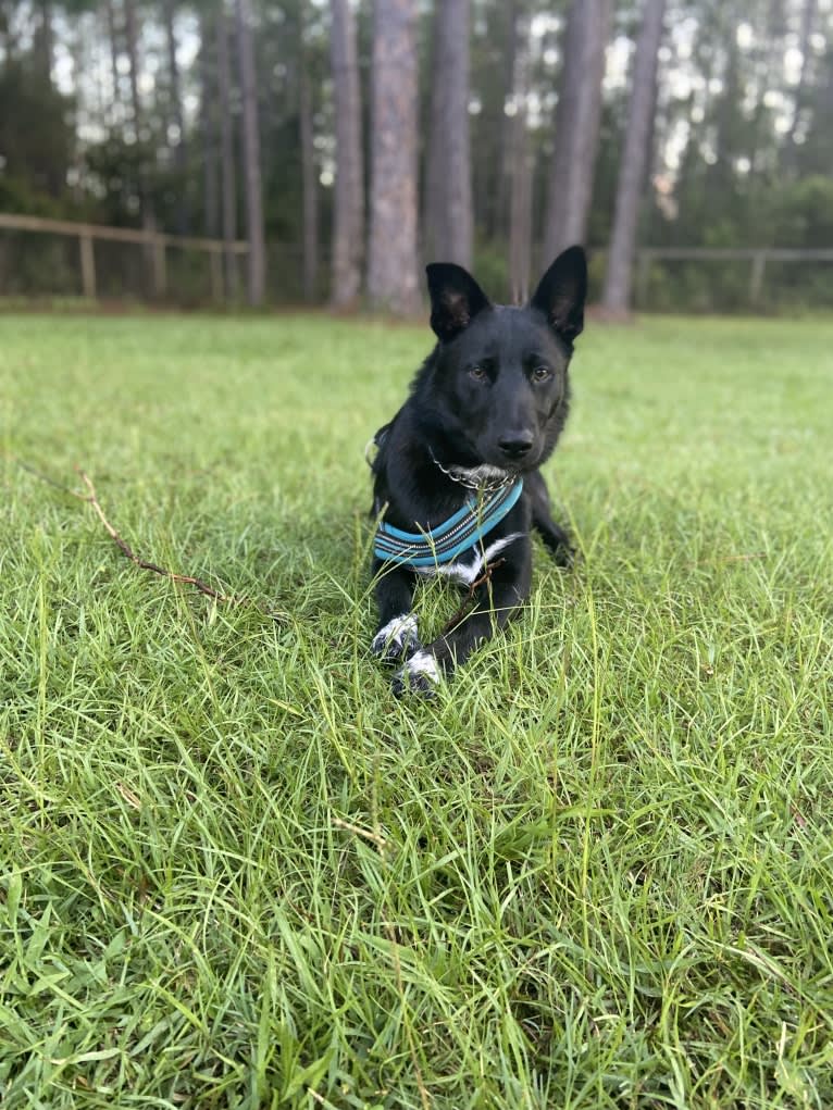 Donny El Dante, a Border Collie and German Shepherd Dog mix tested with EmbarkVet.com