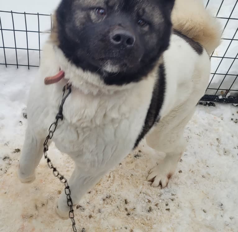 Sansa, an Akita tested with EmbarkVet.com