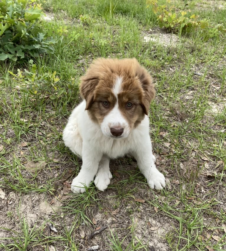 Mascha, a Karakachan tested with EmbarkVet.com