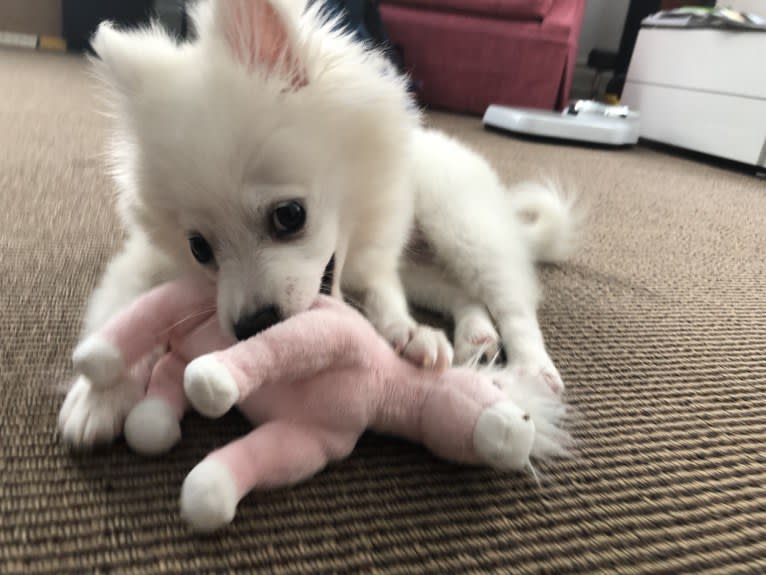 Schlott, an American Eskimo Dog tested with EmbarkVet.com