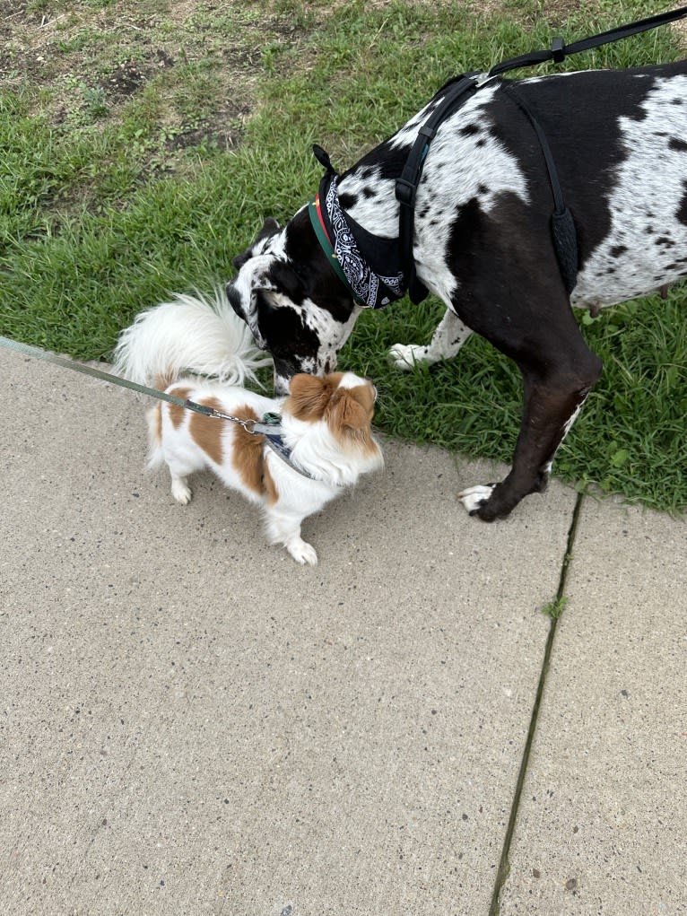 Rooster, a Chihuahua and Pekingese mix tested with EmbarkVet.com