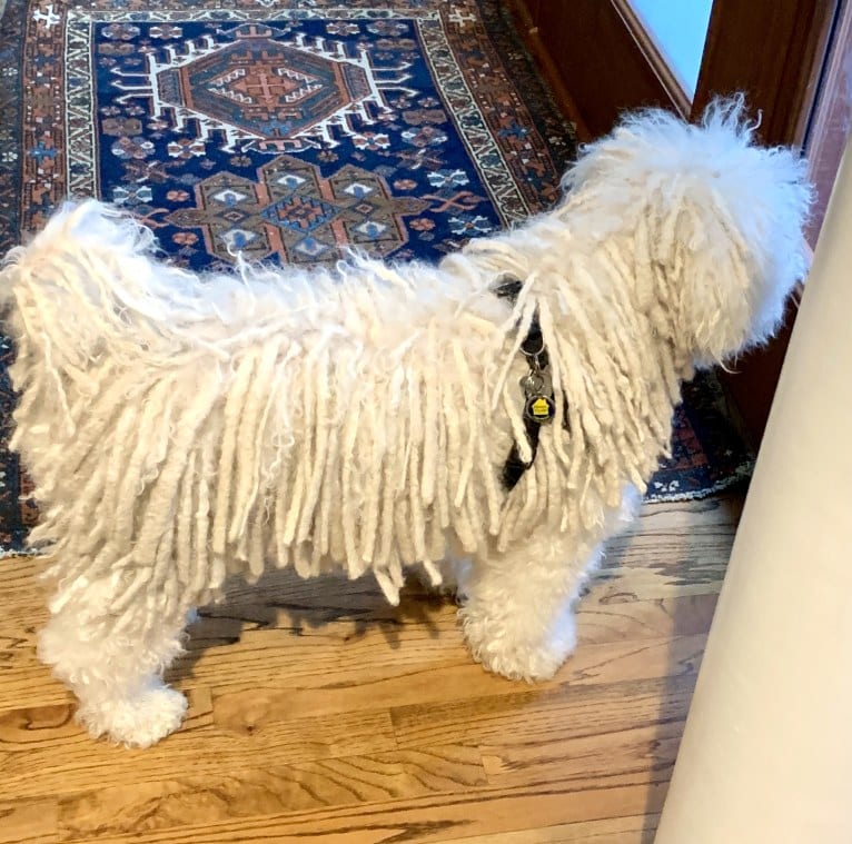 Chase Marley Bradshaw, a Puli tested with EmbarkVet.com