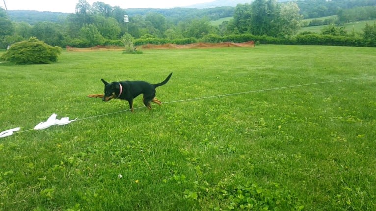 Mae AKA Drama Llama, an Australian Cattle Dog and American Pit Bull Terrier mix tested with EmbarkVet.com