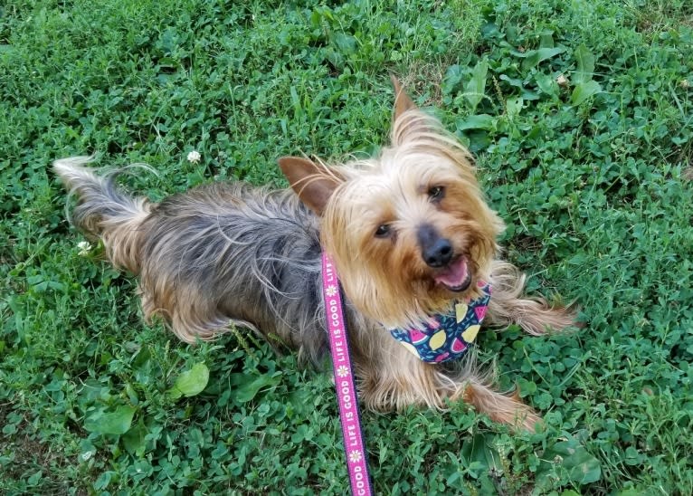 Eden, a Silky Terrier tested with EmbarkVet.com