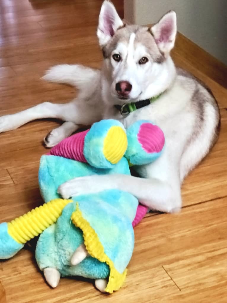 Kody Chasky, a Siberian Husky and American Pit Bull Terrier mix tested with EmbarkVet.com