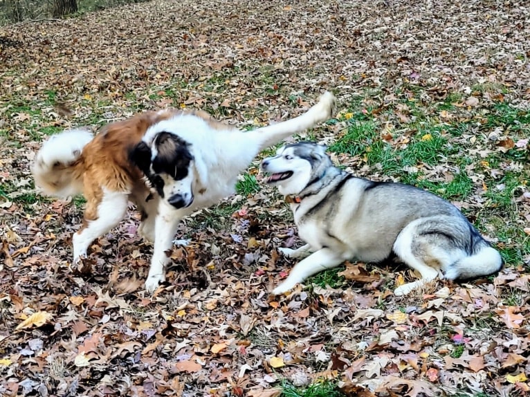 Thor, a Saint Bernard tested with EmbarkVet.com