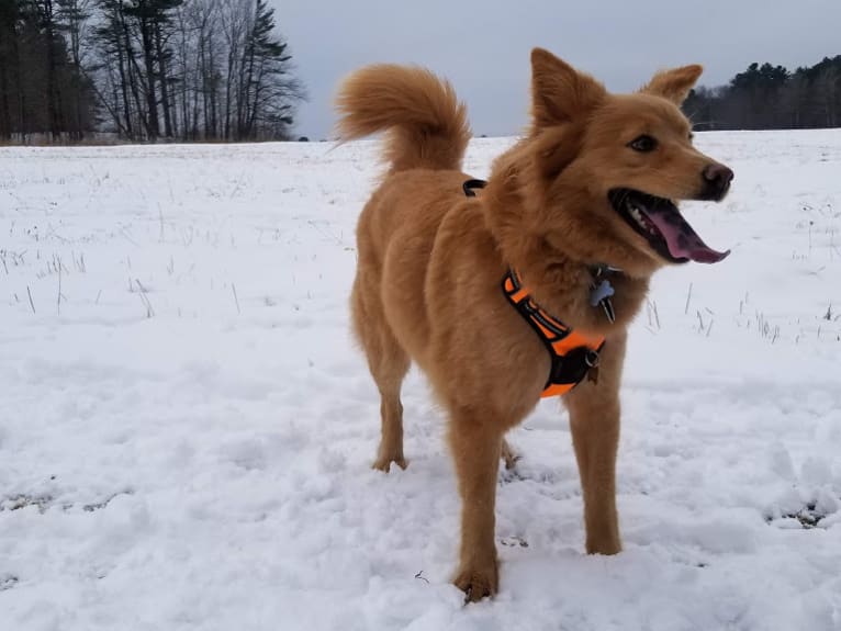Freya, a Chow Chow and Norwegian Elkhound mix tested with EmbarkVet.com