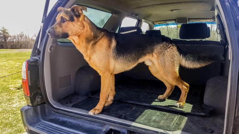 Grizzly, a German Shepherd Dog and Rottweiler mix tested with EmbarkVet.com