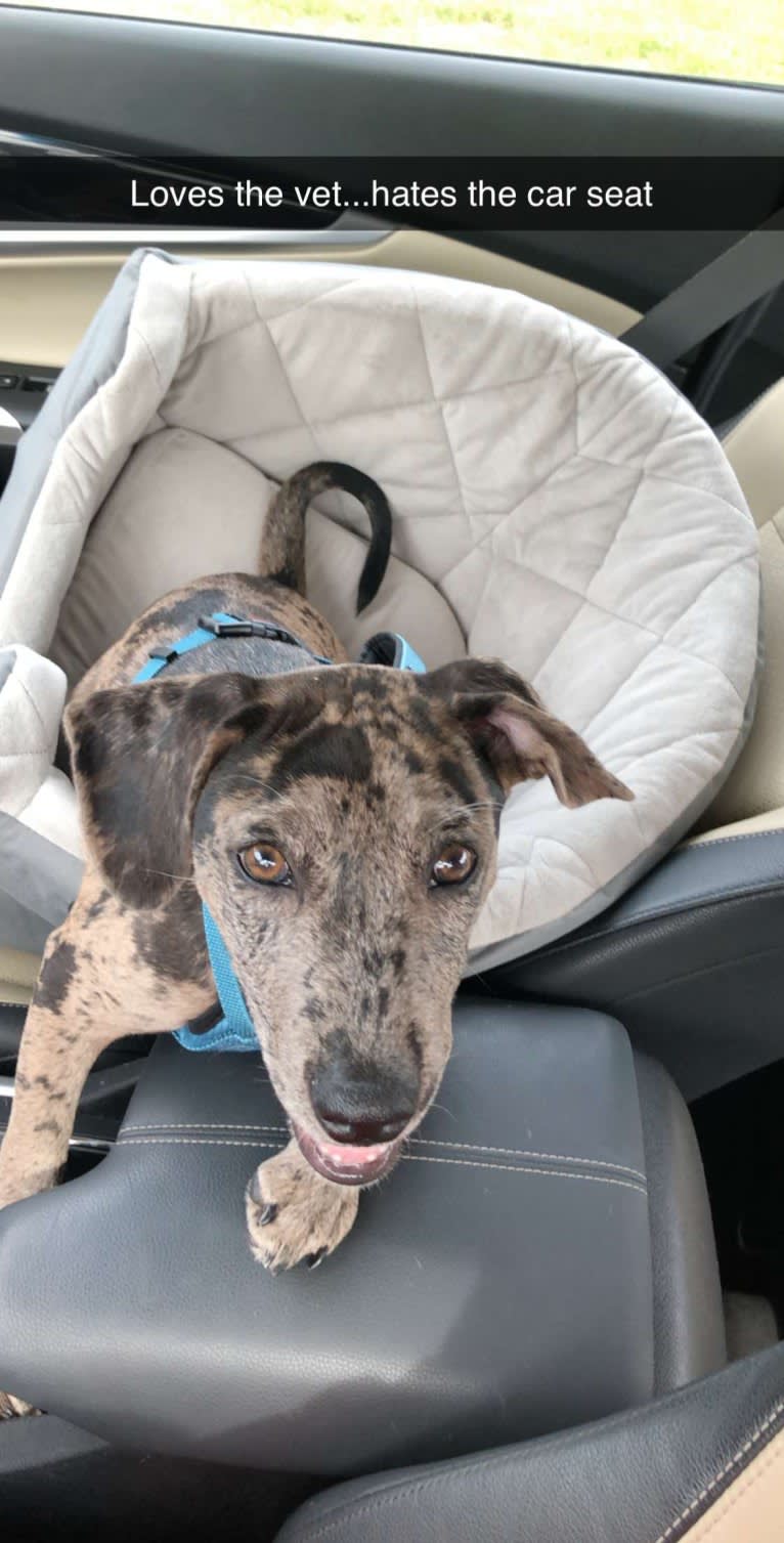 Rowdy Biscuit Nason, a Dachshund and American Pit Bull Terrier mix tested with EmbarkVet.com