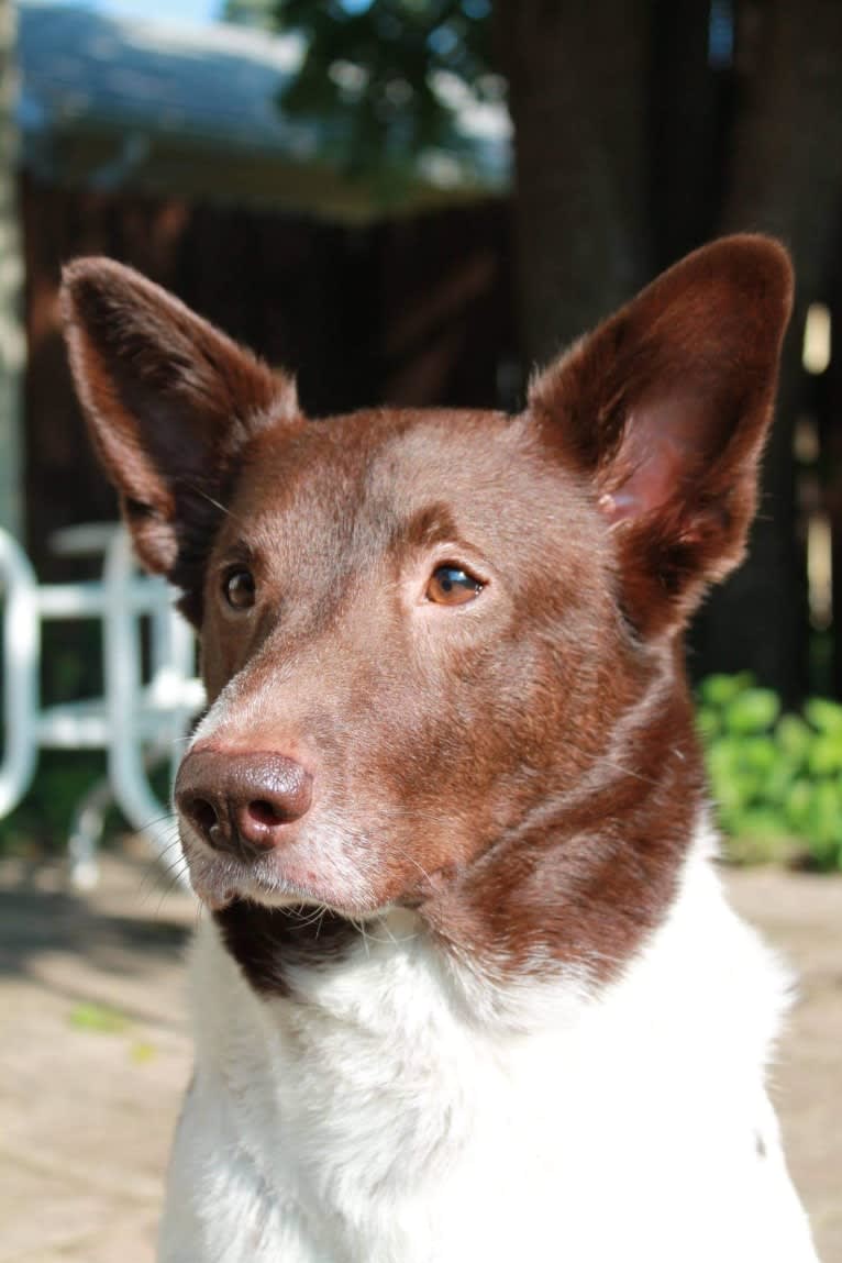 Pippin, a Great Pyrenees and Labrador Retriever mix tested with EmbarkVet.com