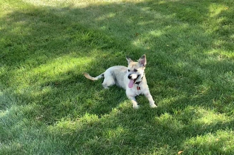 Macey, an Australian Cattle Dog and Chihuahua mix tested with EmbarkVet.com