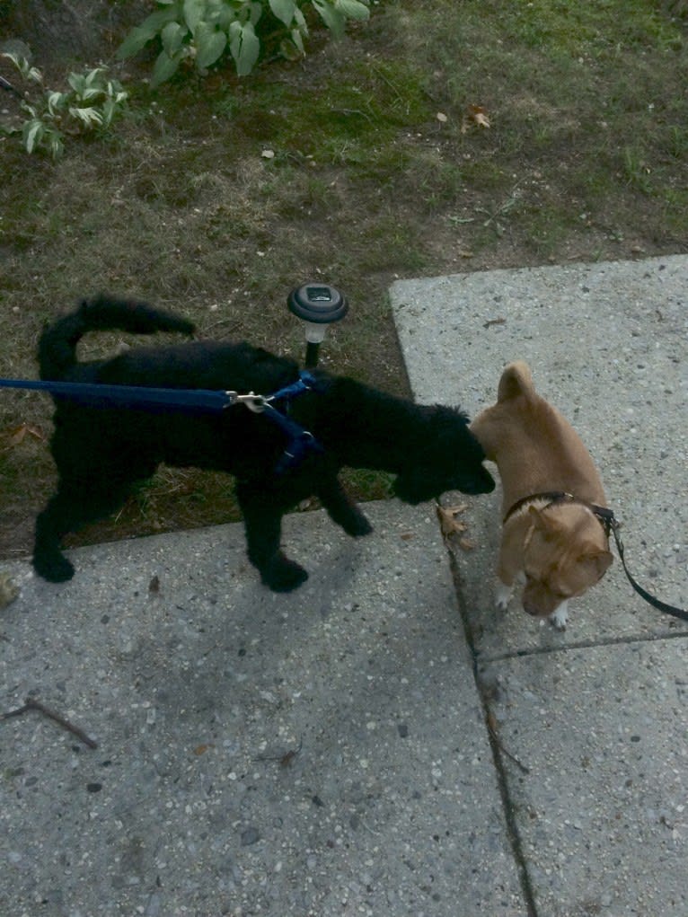 Apollo, a Poodle (Small) and Cocker Spaniel mix tested with EmbarkVet.com