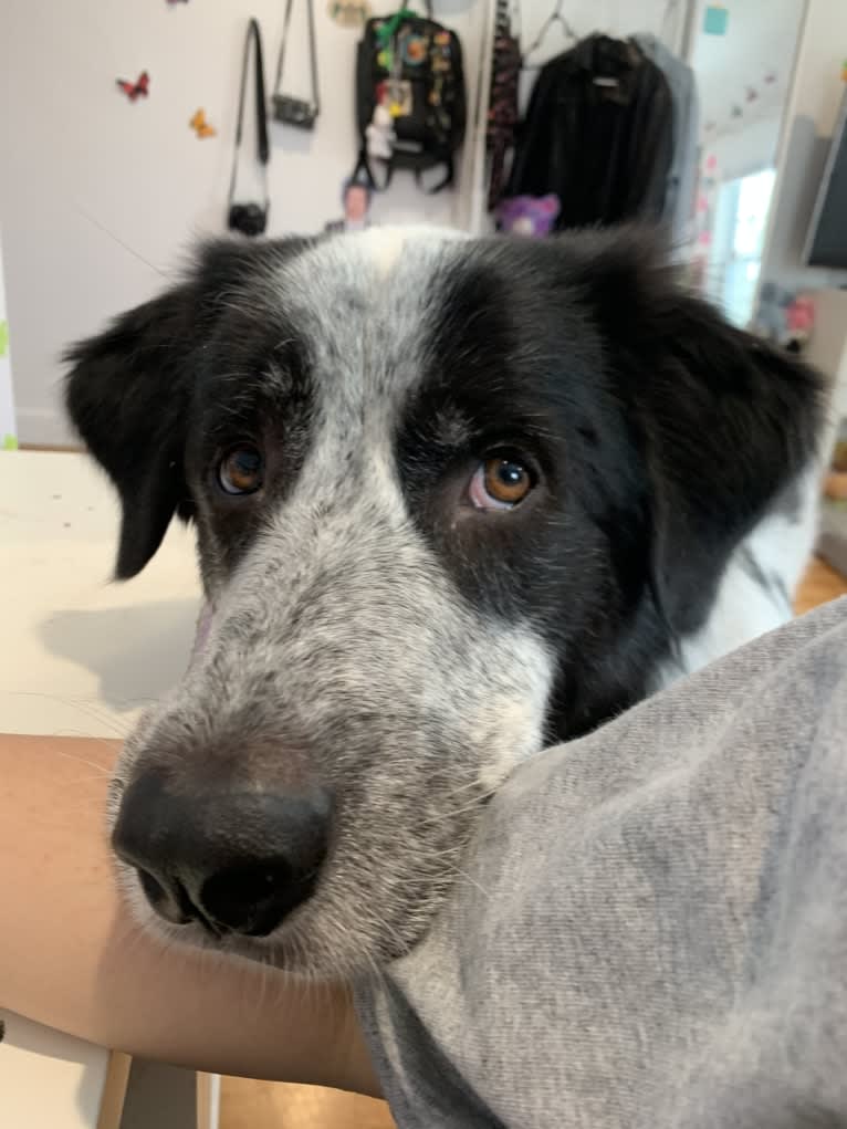 Frankie Ocean, a Great Pyrenees and Maremma Sheepdog mix tested with EmbarkVet.com