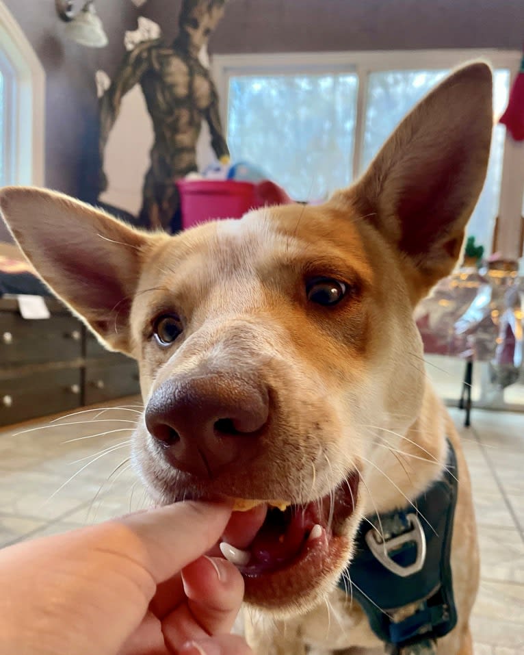 Lou, an Australian Cattle Dog and Australian Shepherd mix tested with EmbarkVet.com