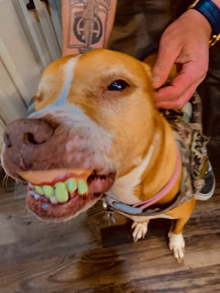 Venus / just passed away 6-5-2022 RIP, an American Pit Bull Terrier tested with EmbarkVet.com