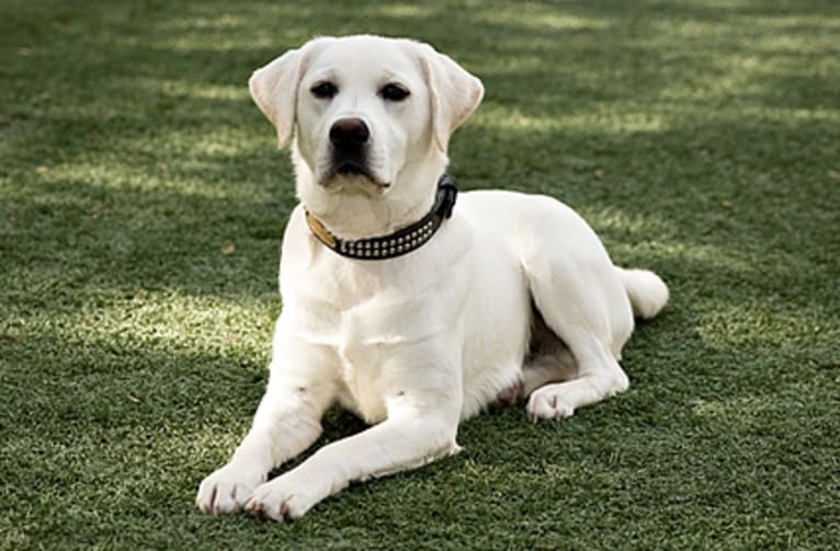 Stofer's Abraham Farley, a Labrador Retriever tested with EmbarkVet.com