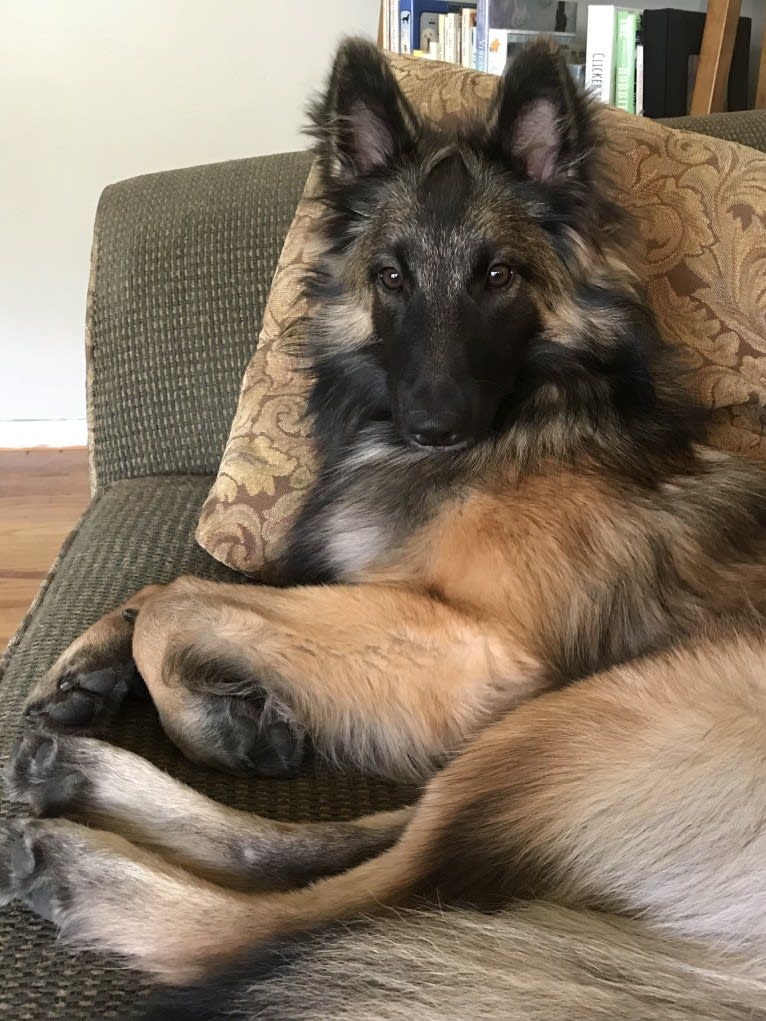 Reyna, a Belgian Shepherd tested with EmbarkVet.com