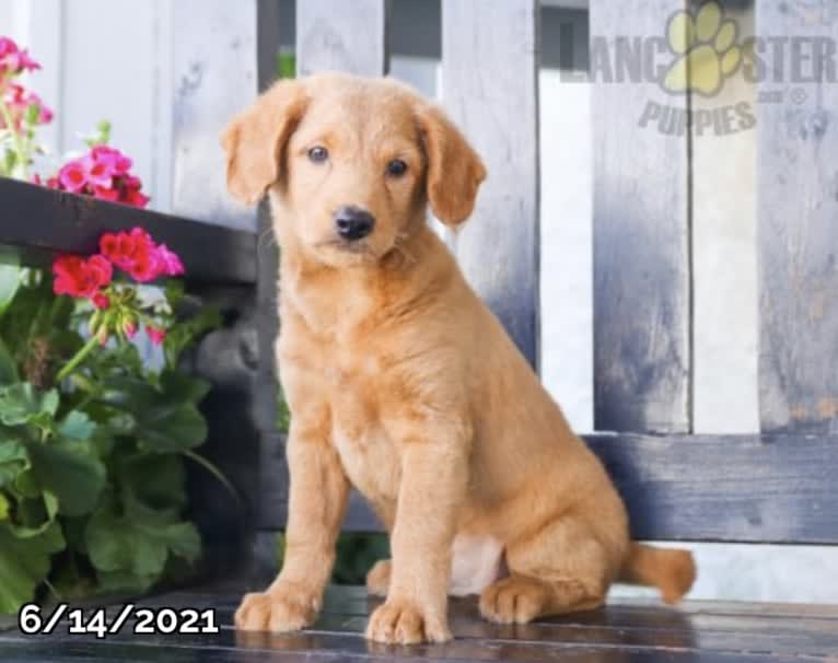 Buddy, a Poodle (Small) and Shiba Inu mix tested with EmbarkVet.com