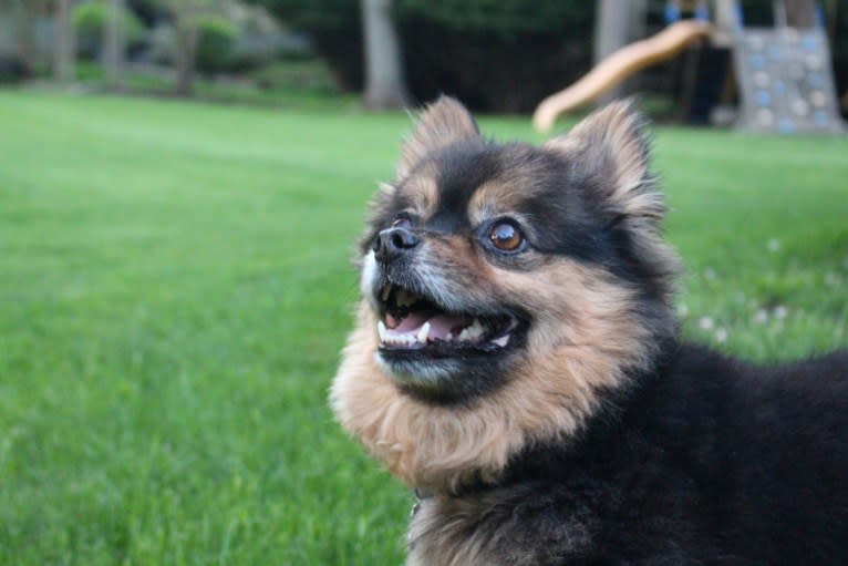 Bear, a Pomeranian and Yorkshire Terrier mix tested with EmbarkVet.com