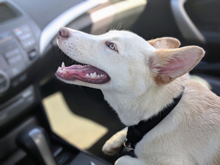 Summit, a Siberian Husky and American Pit Bull Terrier mix tested with EmbarkVet.com