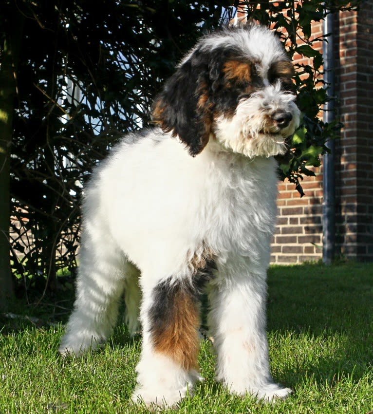 Utah, a Poodle (Standard) tested with EmbarkVet.com