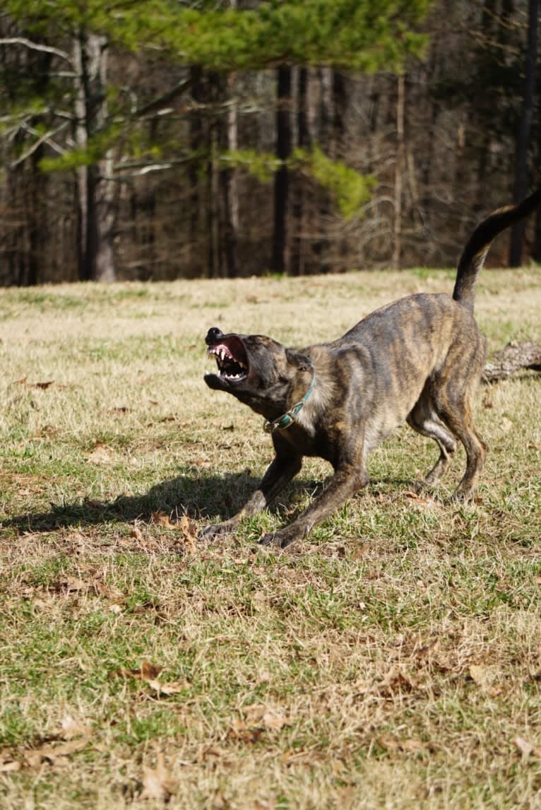 Jinx Van Patriot, a Dutch Shepherd and German Shepherd Dog mix tested with EmbarkVet.com