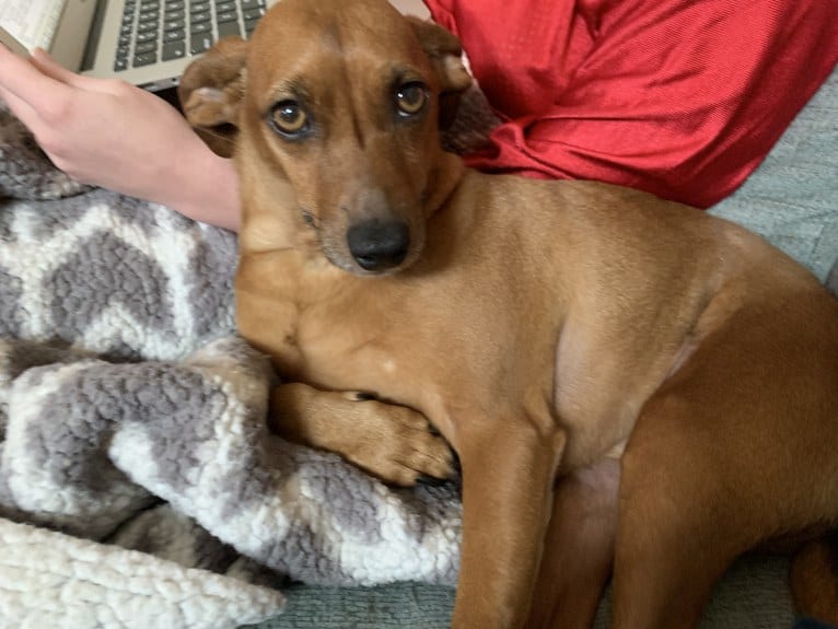Preston, a Miniature Pinscher and Dachshund mix tested with EmbarkVet.com