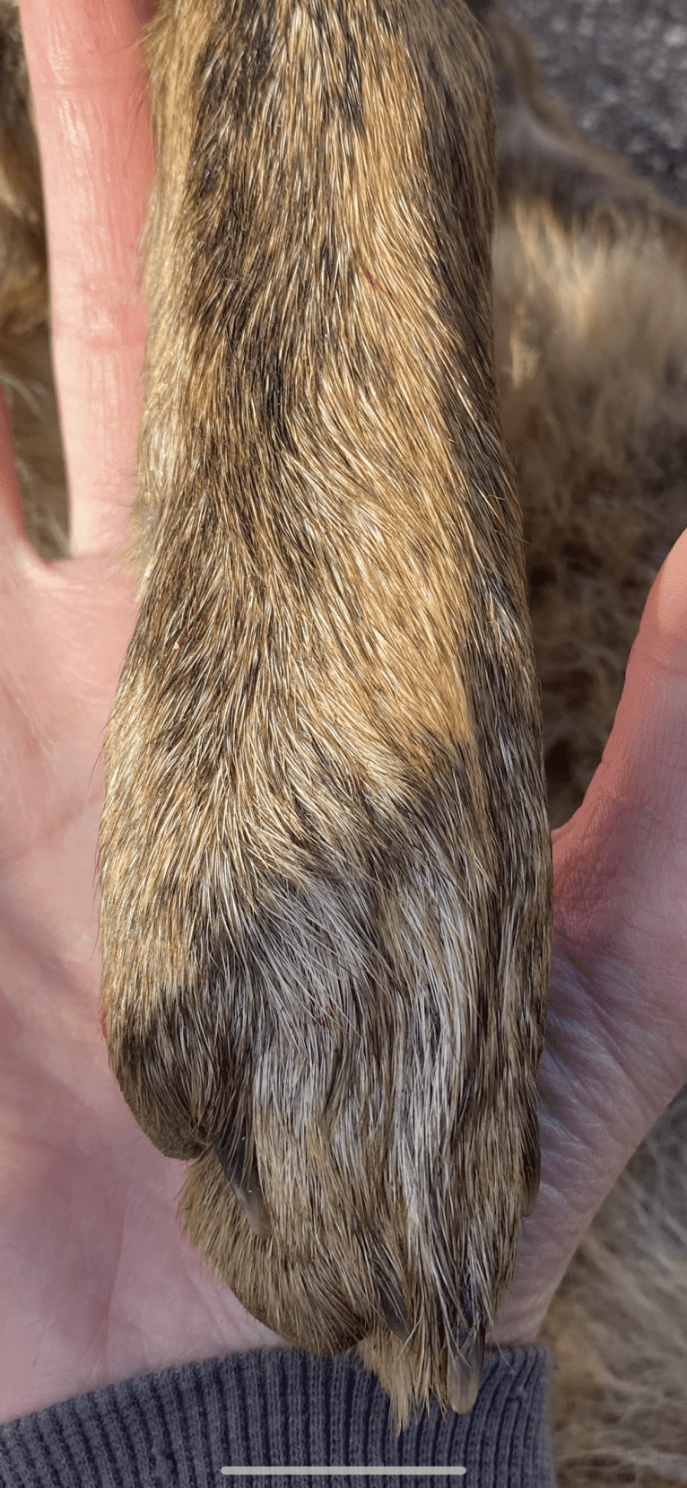 Red brindle Coyote, a Coyote (8.5% unresolved) tested with EmbarkVet.com
