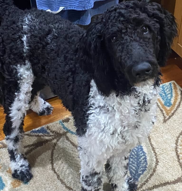 BOWIE, a Poodle (Standard) (4.0% unresolved) tested with EmbarkVet.com