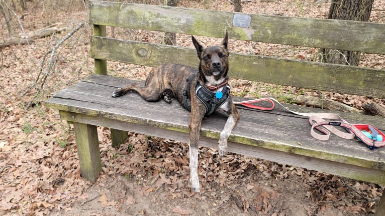 Butler, an Australian Cattle Dog and American Pit Bull Terrier mix tested with EmbarkVet.com