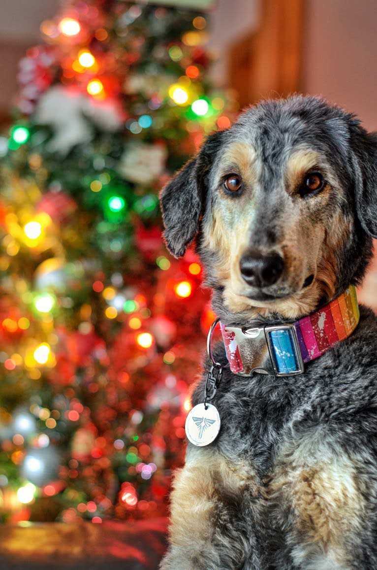 Hayley, an Aussiedoodle tested with EmbarkVet.com