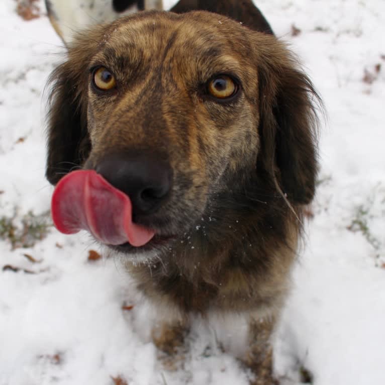 Mama dáy, a Plott and Border Collie mix tested with EmbarkVet.com