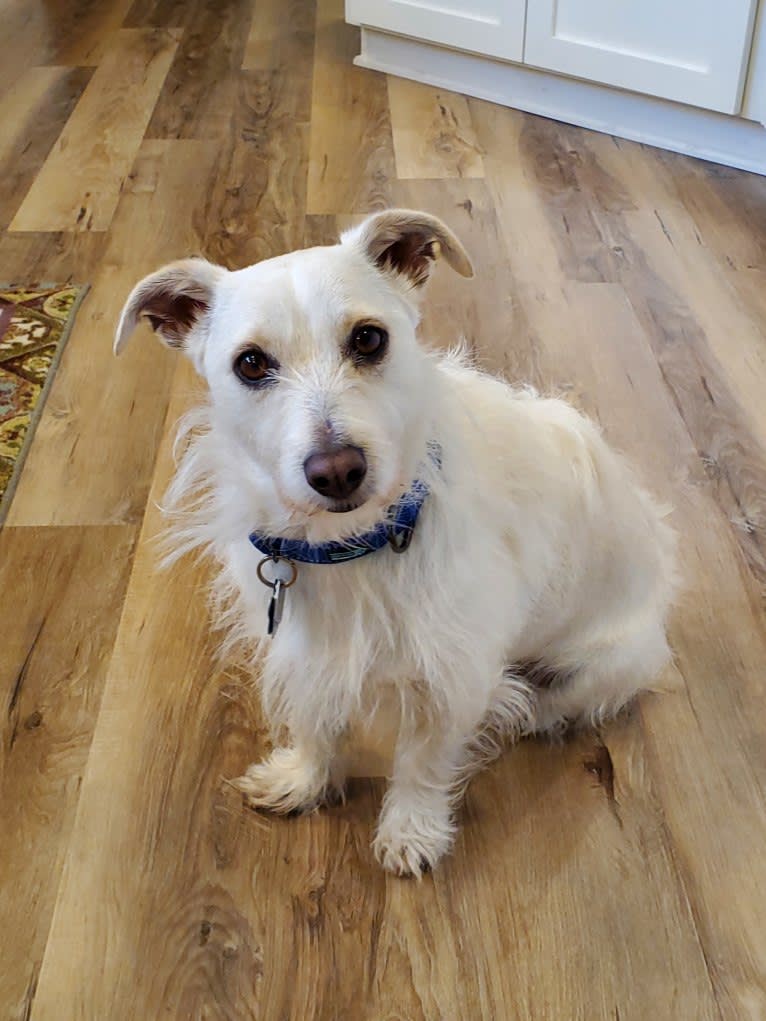 Sparky, a West Highland White Terrier and Chihuahua mix tested with EmbarkVet.com